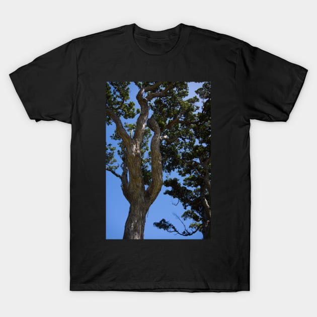 Gnarled Pohutukawa Trees. T-Shirt by sma1050